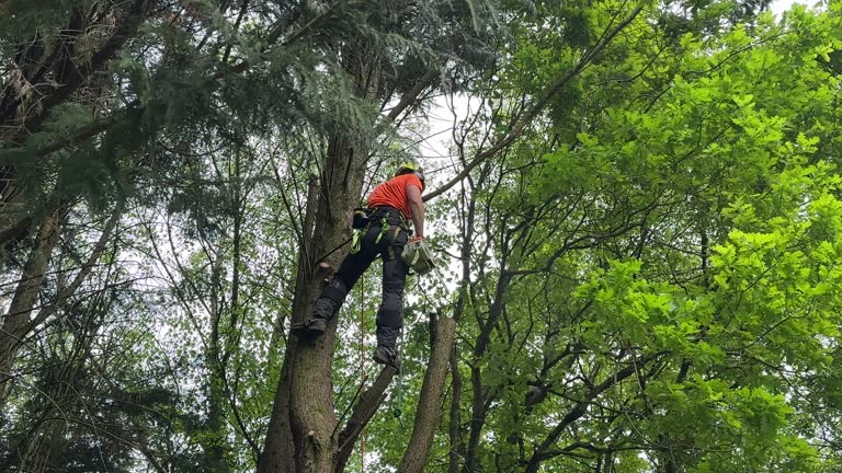 Commack, NY Tree Care Services Company